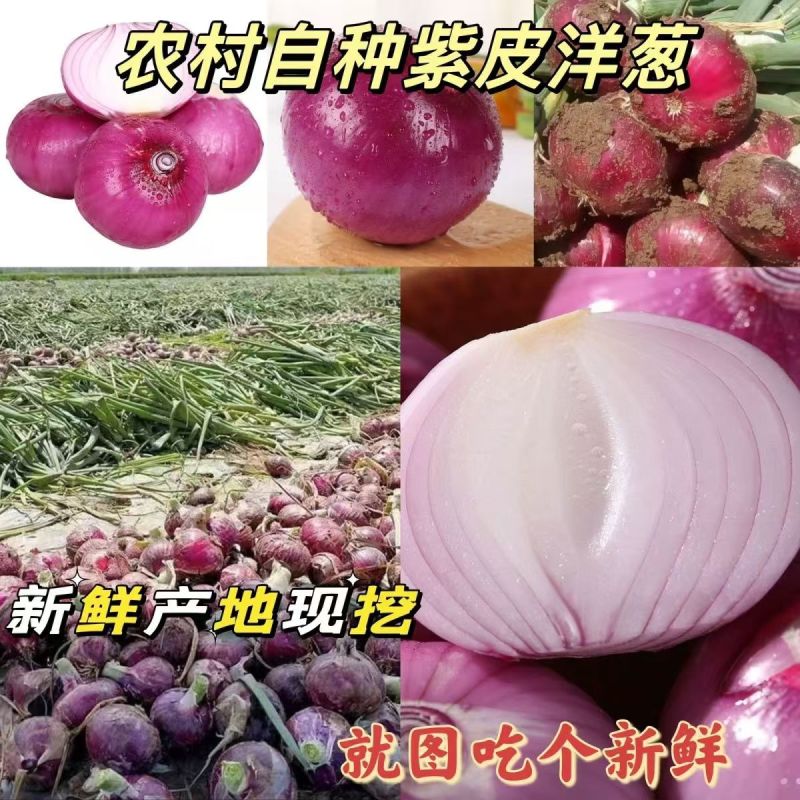 甘肃紫皮洋葱大量上市，全国发货，价格便宜，可视频看货