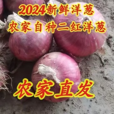二红洋葱，甘肃产地直发，价格便宜，诚信经营，欢迎来电