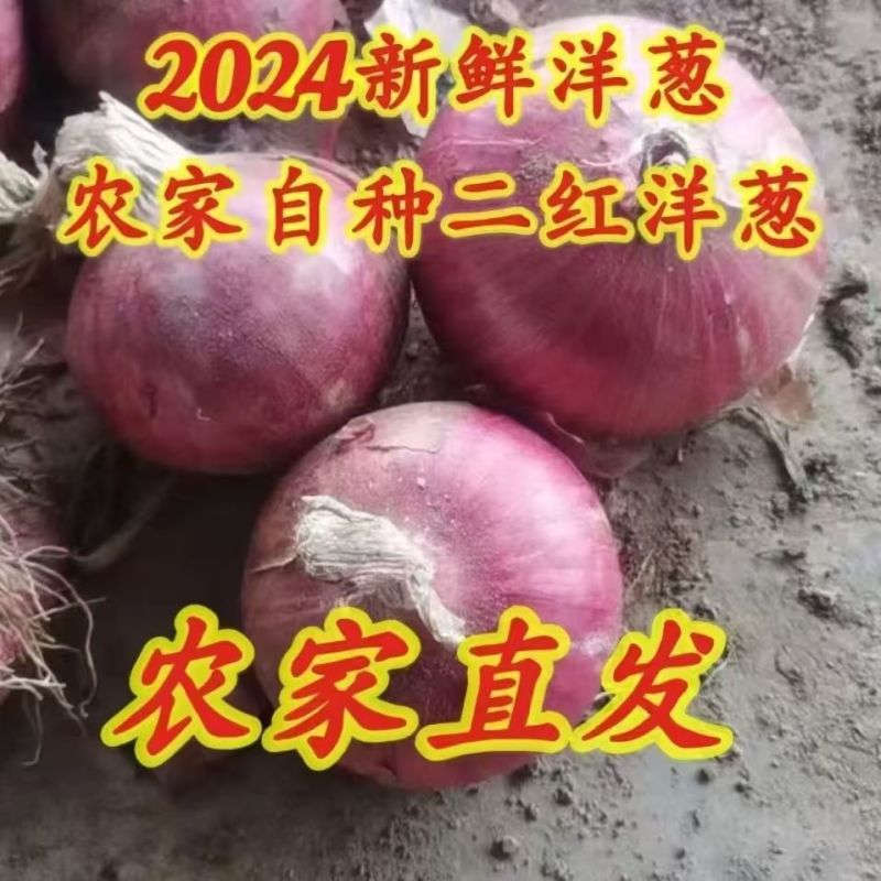 二红洋葱，甘肃产地直发，价格便宜，诚信经营，欢迎来电