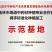 佛手苗正宗广佛手苗优质高产基地直供南药园技术回收