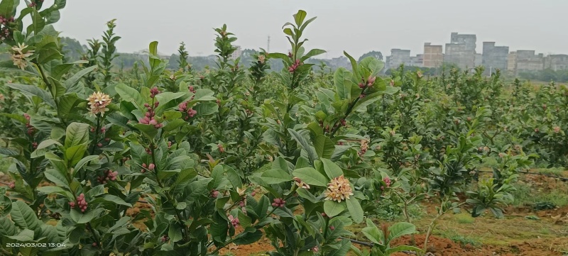 佛手苗正宗广佛手苗优质高产基地直供南药园技术回收