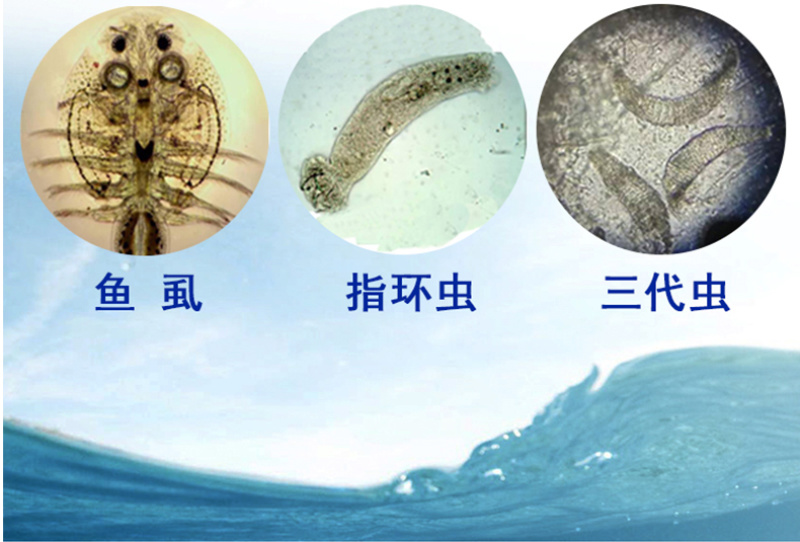 水产养殖驱虫草本植物萃取内外双驱寄生虫抑制驱除