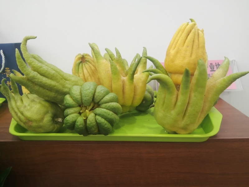 佛手苗正宗广佛手苗优质高产基地直供南药园技术回收