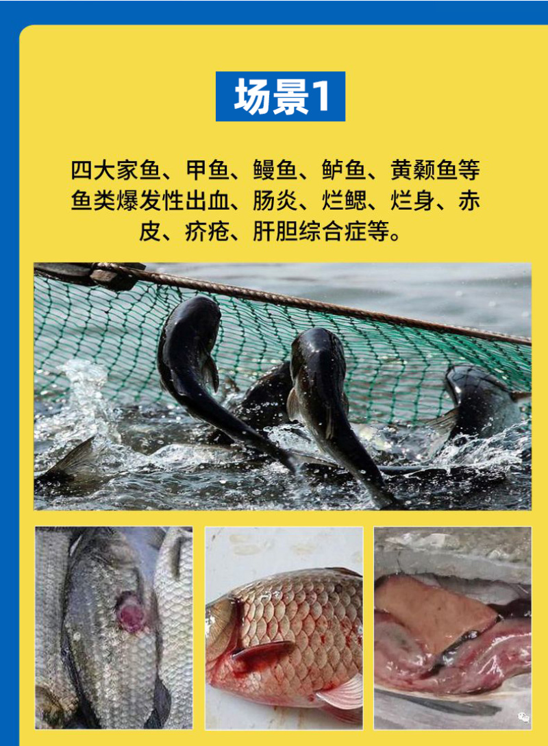 五黄微粉鱼塘五黄粉200目超微粉碎易吸收调理肠道