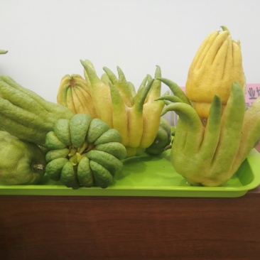 佛手观赏果佛手果佛手贡果福寿果南药园直供