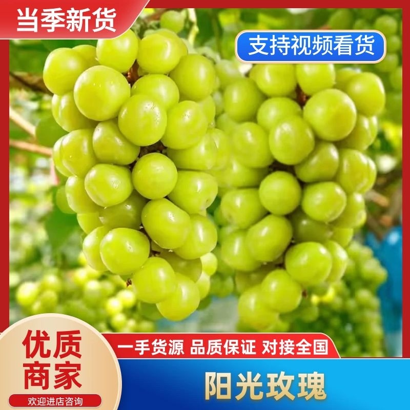 （电商供应）阳光玫瑰陕西葡萄/自家种植/大量价优