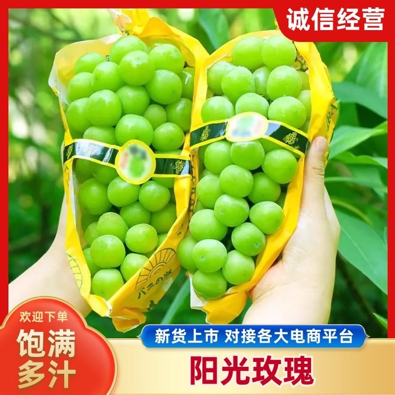 葡萄/阳光玫瑰葡萄/陕西葡萄/产地批发/接待电商市场