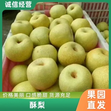 砀山酥梨新鲜供应上市中糖份高皮溥汁多对接批发电商