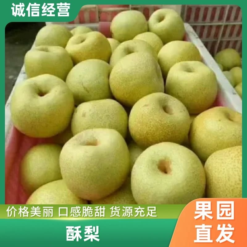 砀山酥梨新鲜供应上市中糖份高皮溥汁多对接批发电商