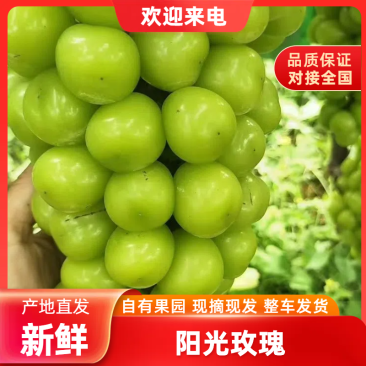 阳光玫瑰万亩基地直供品质保障糖度高口感香甜
