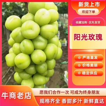 阳光玫瑰精品葡萄大量供应中产地一手货源量大优惠