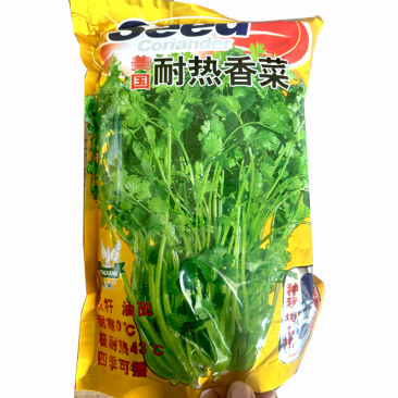 耐热香菜种子铁杆耐热43度耐寒60天上市四季播种