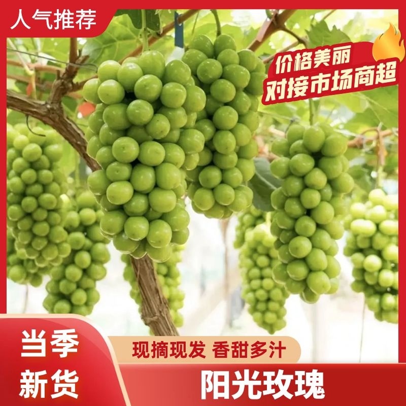 【薄利多销】安徽砀山精品阳光玫瑰葡萄爆甜一手货源