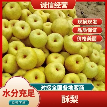 砀山酥梨己大量上市，口感甜，个大，糖份高皮溥汁多。
