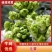 砀山县儿菜大量上市了，儿子大，货源充足，欢迎新老客户前来