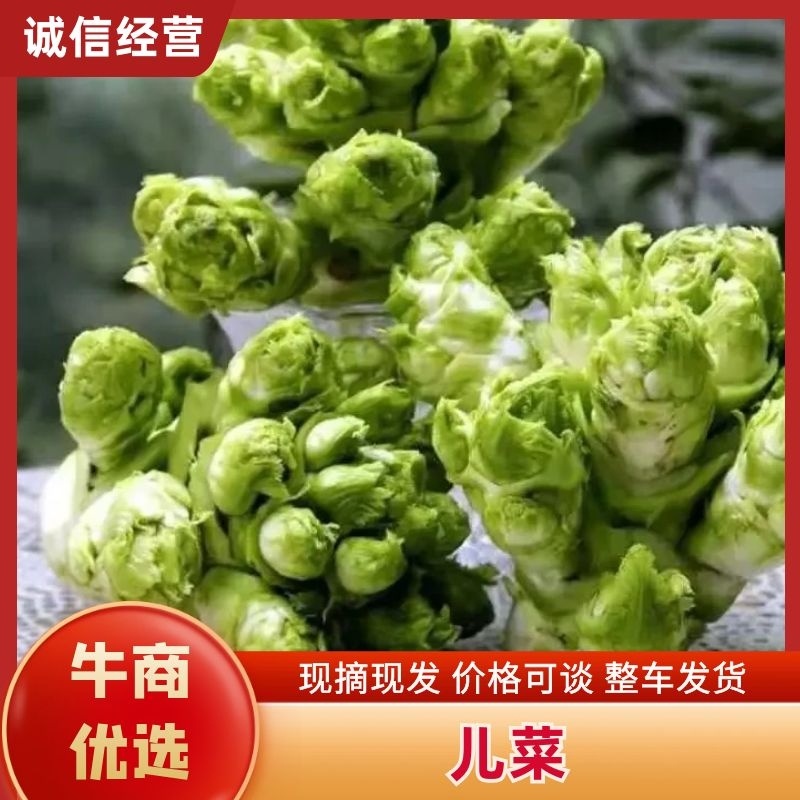 砀山县儿菜大量上市了，儿子大，货源充足，欢迎新老客户前来