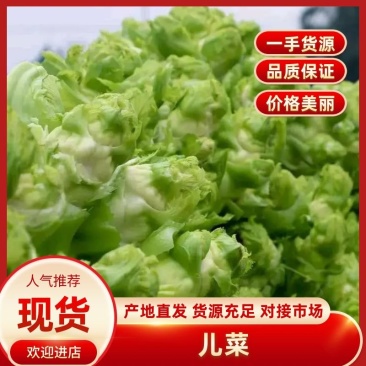 砀山县儿菜大量上市了，儿子大，货源充足，欢迎新老客户前来