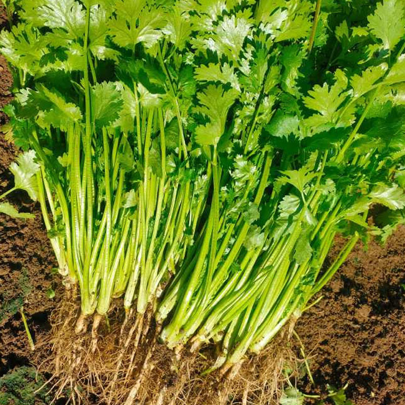 艾米利亚铁杆香菜种子进口芫荽香味浓郁大田基地品种
