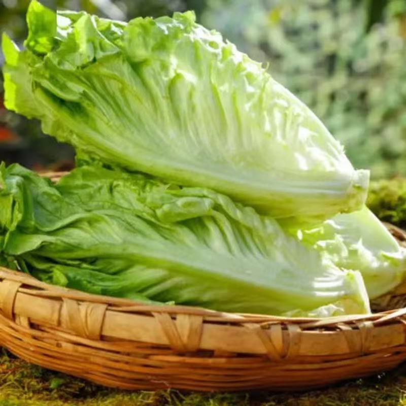 周口西华生菜意大利生菜产地直发价格低品质好电话咨询