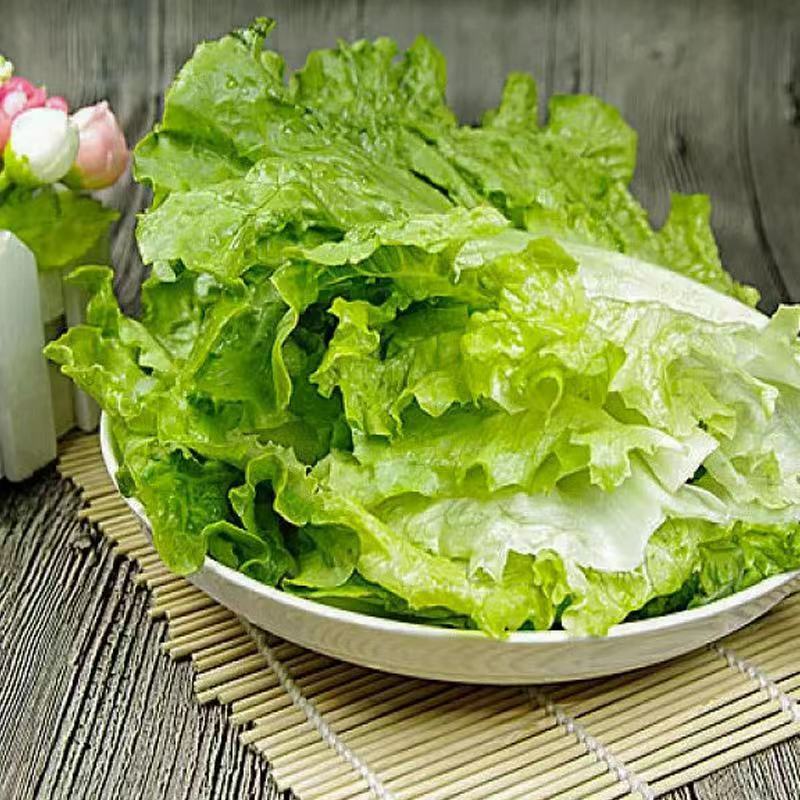 周口西华生菜意大利生菜产地直发价格低品质好电话咨询