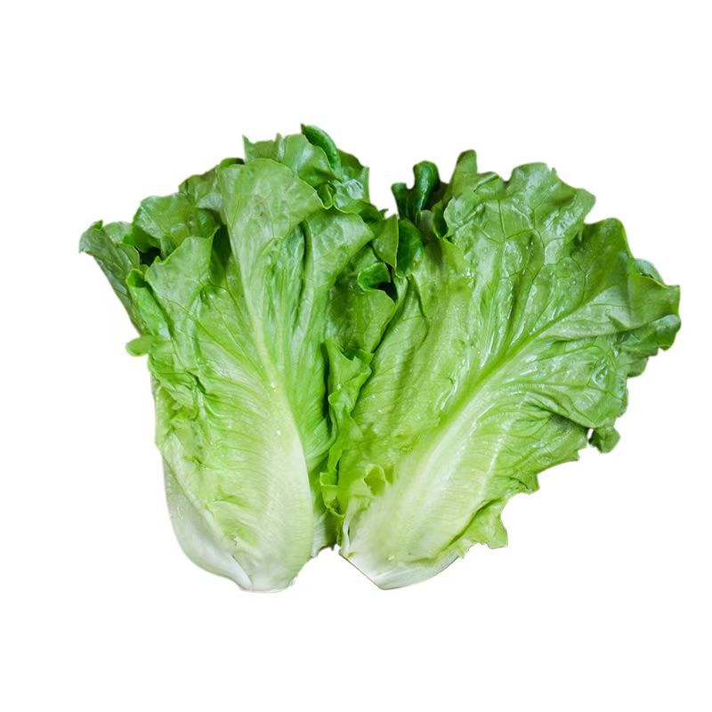 周口西华生菜意大利生菜产地直发价格低品质好电话咨询