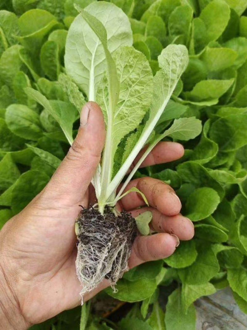 【娃娃菜苗】自己种植全年不断个头大全国接单按需求分拣打包