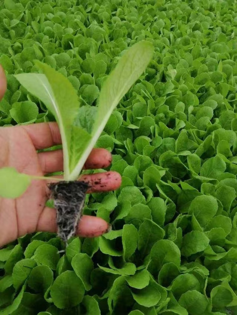 【娃娃菜苗】自己种植全年不断个头大全国接单按需求分拣打包