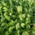 【娃娃菜苗】自己种植全年不断个头大全国接单按需求分拣打包