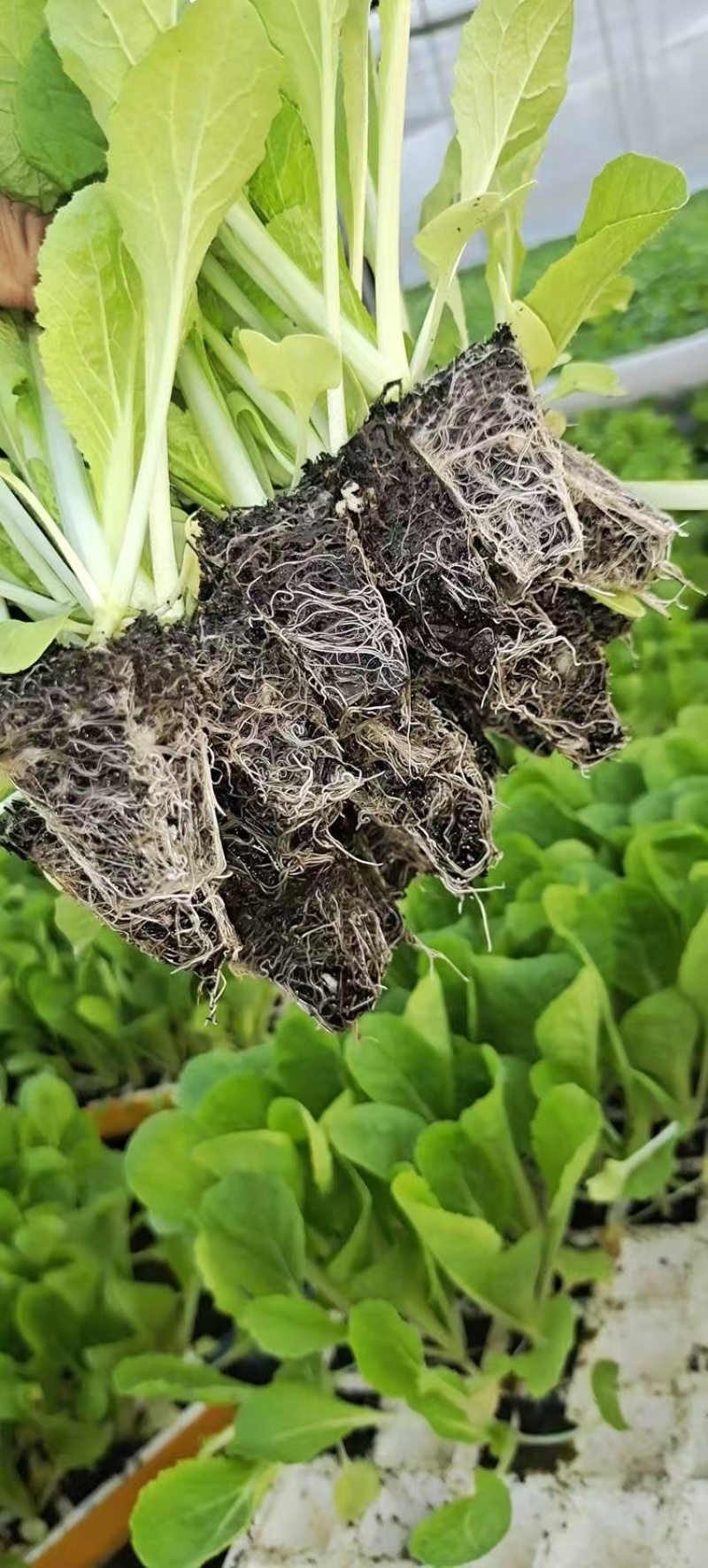 【娃娃菜苗】自己种植全年不断个头大全国接单按需求分拣打包