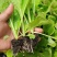 【娃娃菜苗】自己种植全年不断个头大全国接单按需求分拣打包