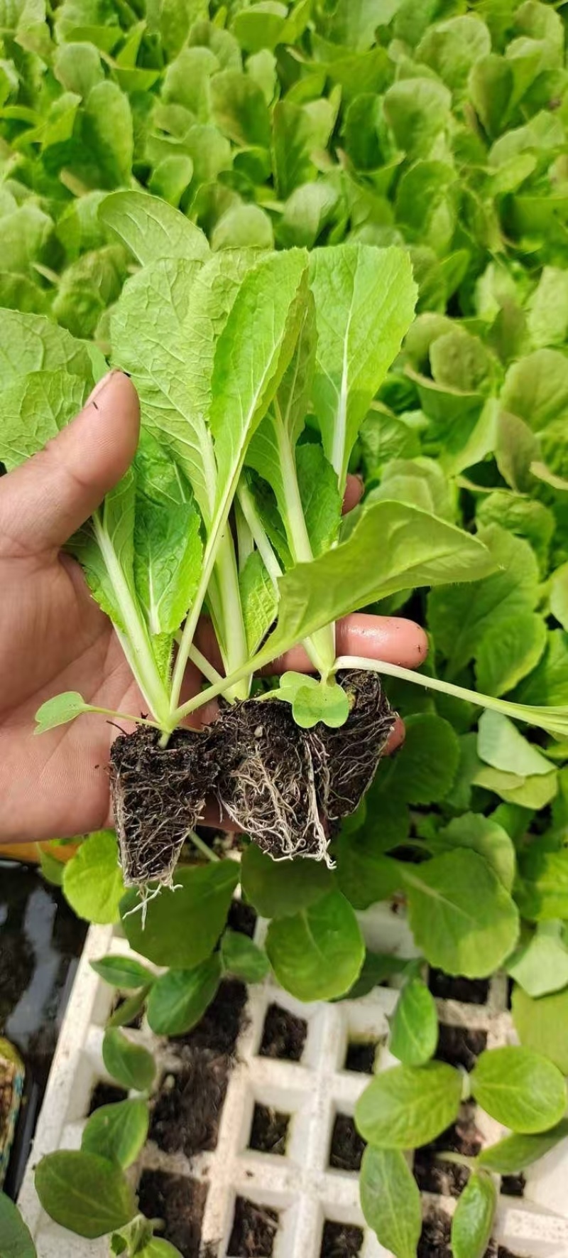 【娃娃菜苗】自己种植全年不断个头大全国接单按需求分拣打包