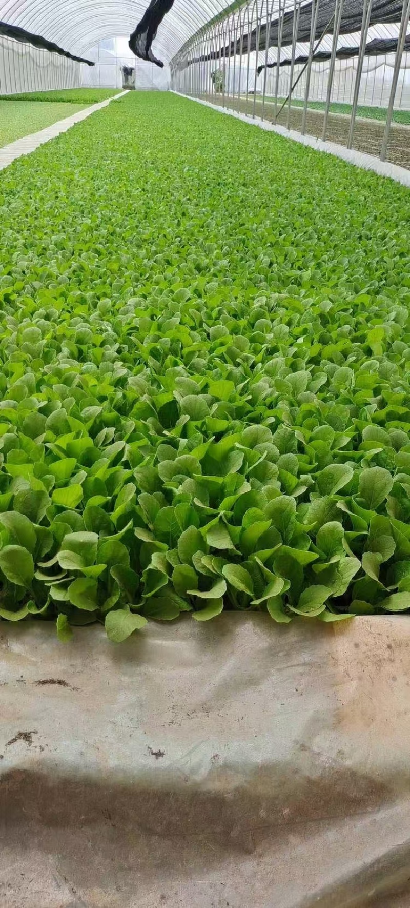 【娃娃菜苗】自己种植全年不断个头大全国接单按需求分拣打包