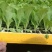 【娃娃菜苗】自己种植全年不断个头大全国接单按需求分拣打包