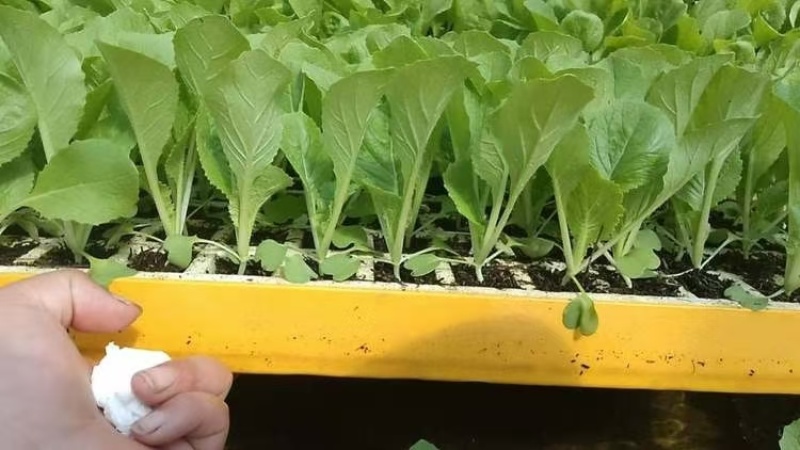 【娃娃菜苗】自己种植全年不断个头大全国接单按需求分拣打包