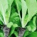 【娃娃菜苗】自己种植全年不断个头大全国接单按需求分拣打包