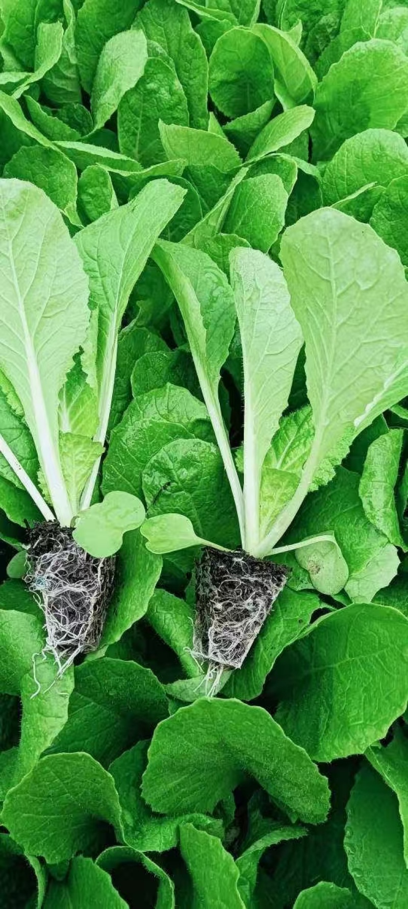 【娃娃菜苗】自己种植全年不断个头大全国接单按需求分拣打包