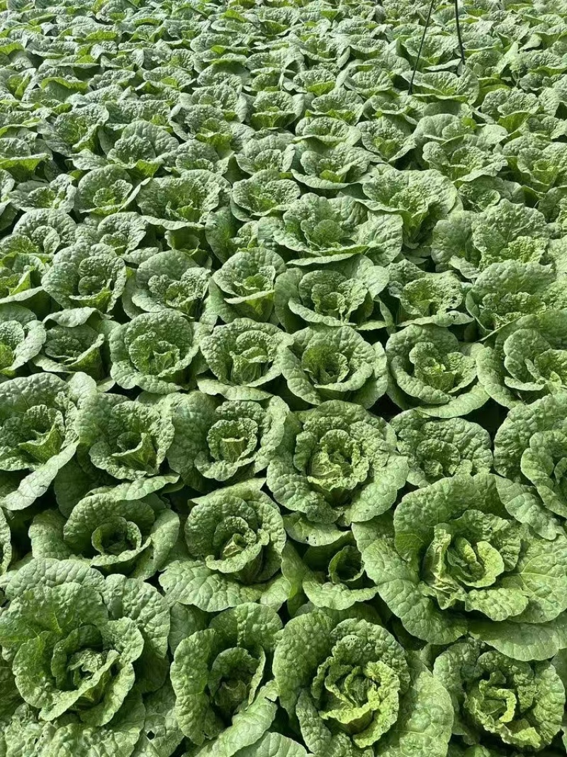 【娃娃菜苗】自己种植全年不断个头大全国接单按需求分拣打包