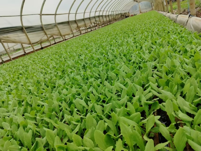 云南嵩明县优质油麦菜苗根系发达四季可种