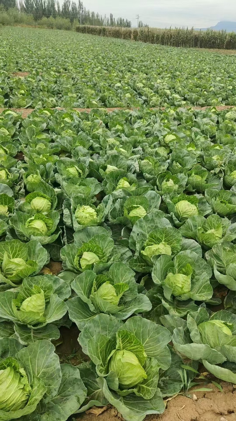 河北甘蓝圆包菜张家口甘蓝阳原甘蓝蔚县甘蓝深井甘
