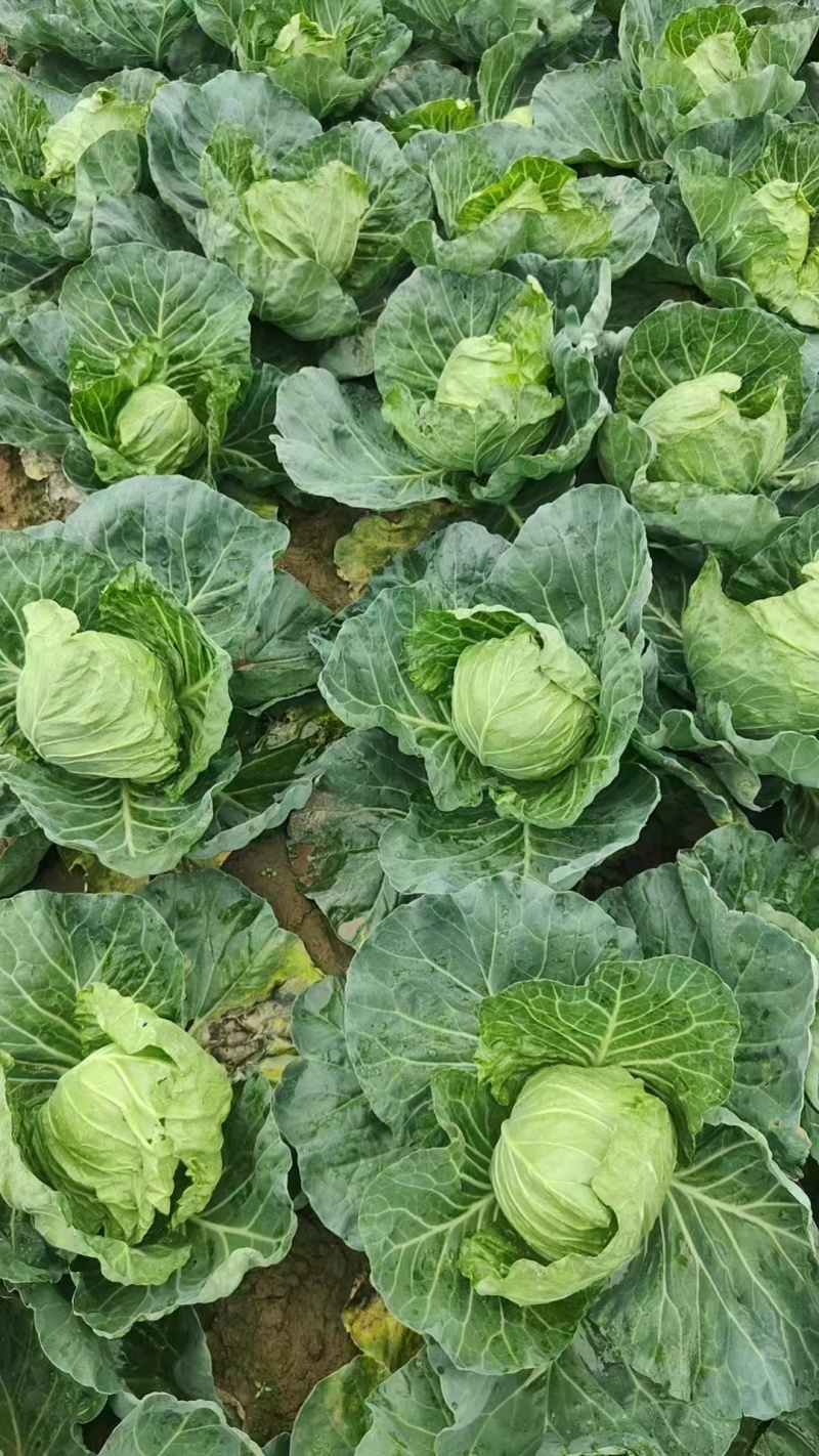 河北甘蓝圆包菜张家口甘蓝阳原甘蓝蔚县甘蓝深井甘
