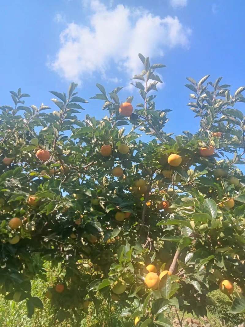 脆柿大量上市价格不等对接电商对接商超有需要联系