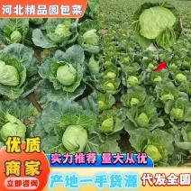 河北甘蓝圆包菜张家口甘蓝阳原甘蓝蔚县甘蓝深井甘