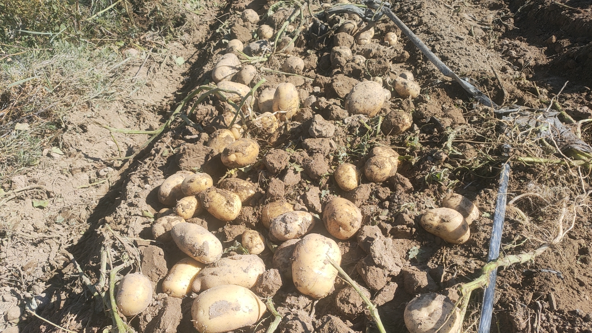 春油菜机械化施肥播种作业场景