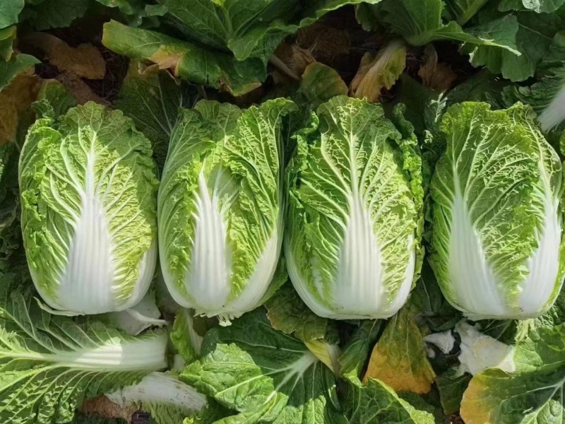 【今日推荐】黄心白菜黑龙江白菜产地直发品质保证