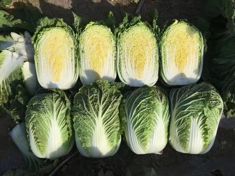 【今日推荐】黄心白菜黑龙江白菜产地直发品质保证