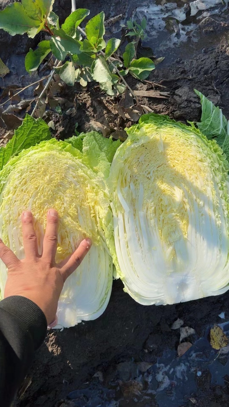 【今日推荐】黄心白菜黑龙江白菜产地直发品质保证