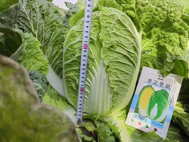 【今日推荐】黄心白菜黑龙江白菜产地直发品质保证