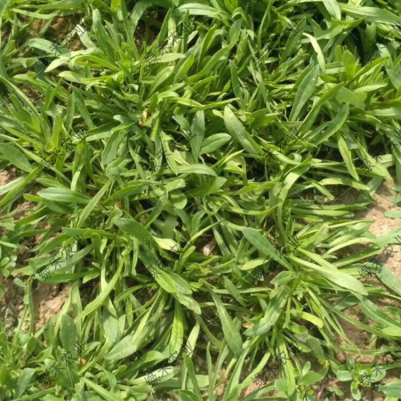 野生蔬菜面条菜种子批发四季种植耐寒60天上市麦瓶草种子