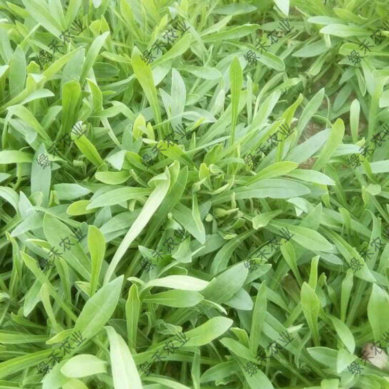 野生蔬菜面条菜种子批发四季种植耐寒60天上市麦瓶草种子