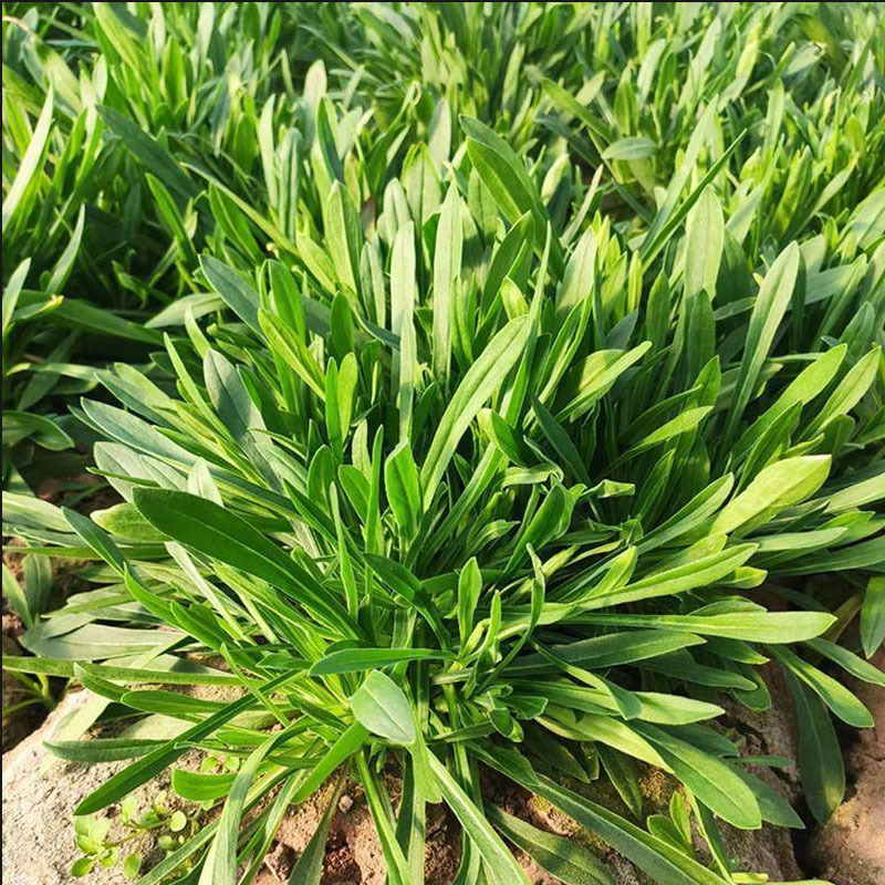 野生蔬菜面条菜种子批发四季种植耐寒60天上市麦瓶草种子